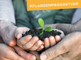 pflanzen